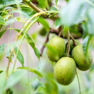 Pommecythere (Ripe)