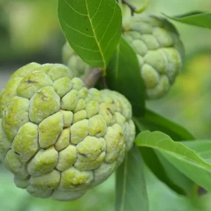 Sugar Apple