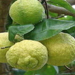 Rough Skin Lemon